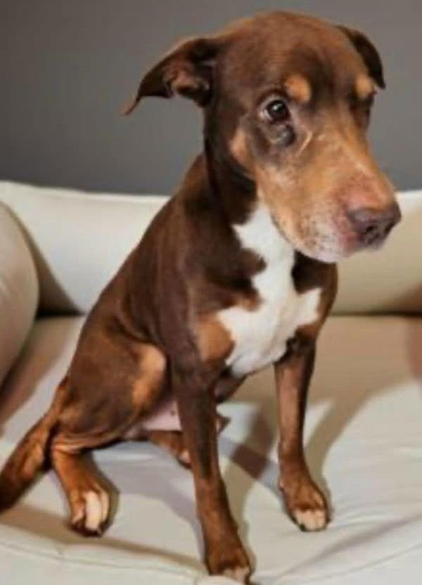 Enlarge Dasher, a ADOPTABLE mixed breed in Gardiner, NY image 5/5