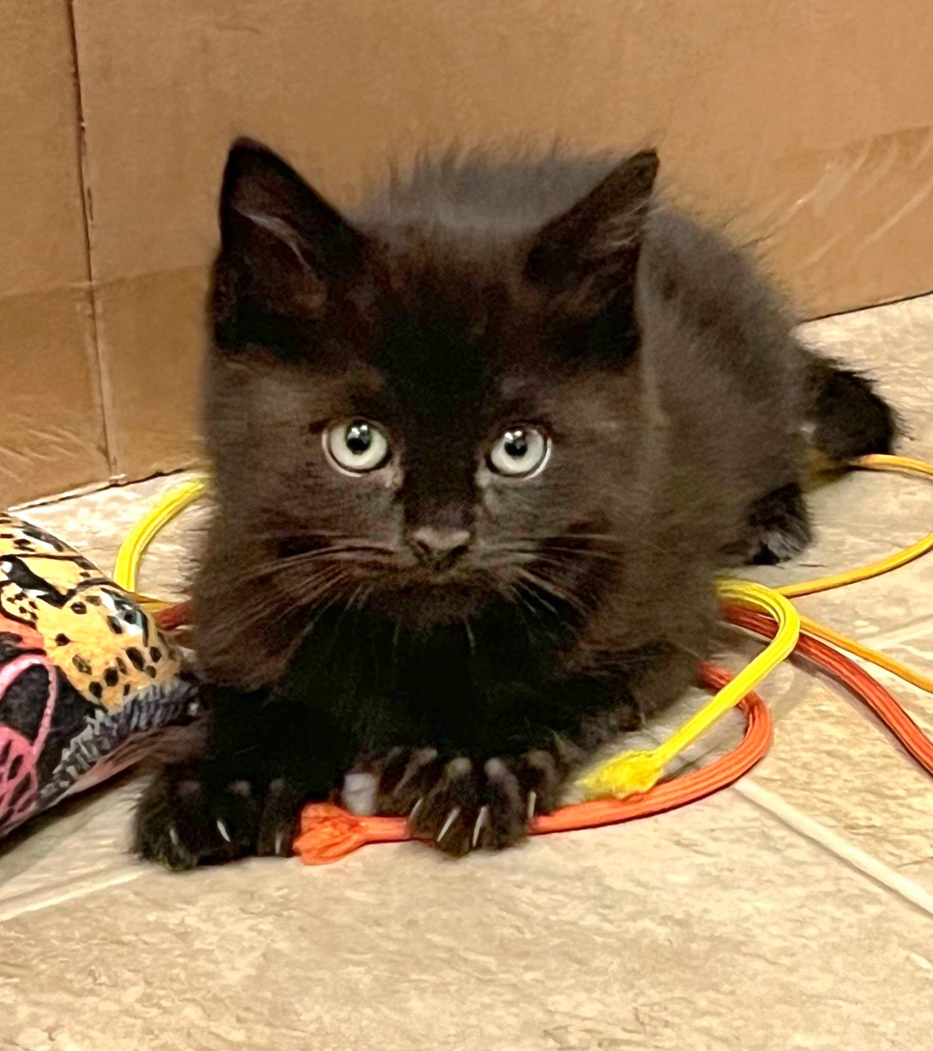 Shade, an adoptable Domestic Short Hair, Extra-Toes Cat / Hemingway Polydactyl in Pasco, WA, 99301 | Photo Image 2