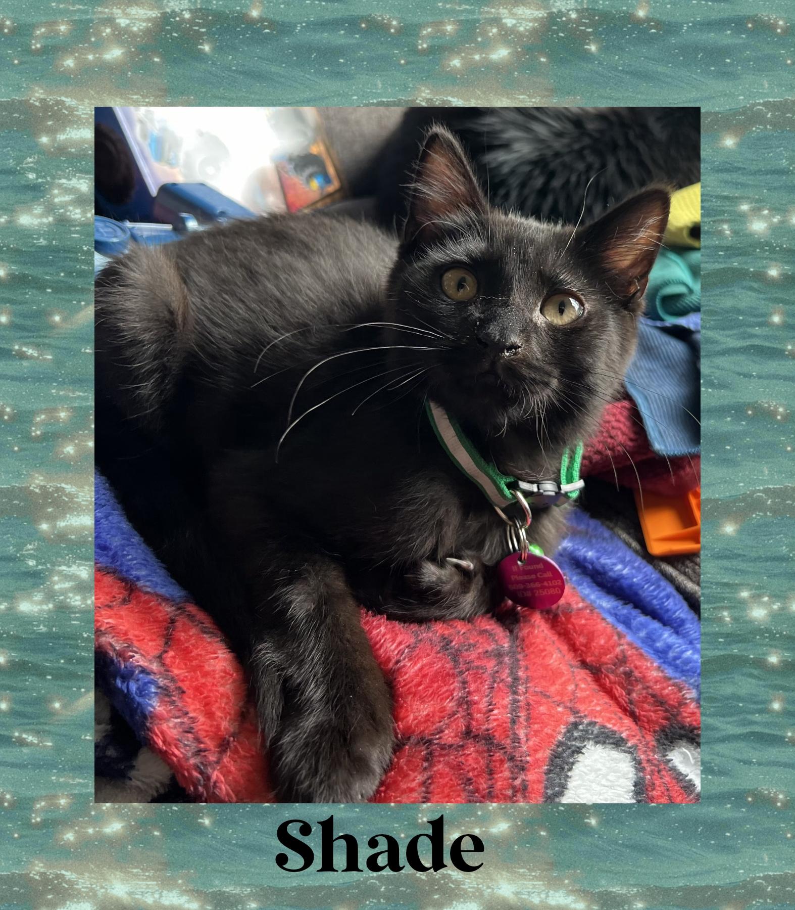 Shade, an adoptable Domestic Short Hair, Extra-Toes Cat / Hemingway Polydactyl in Pasco, WA, 99301 | Photo Image 1
