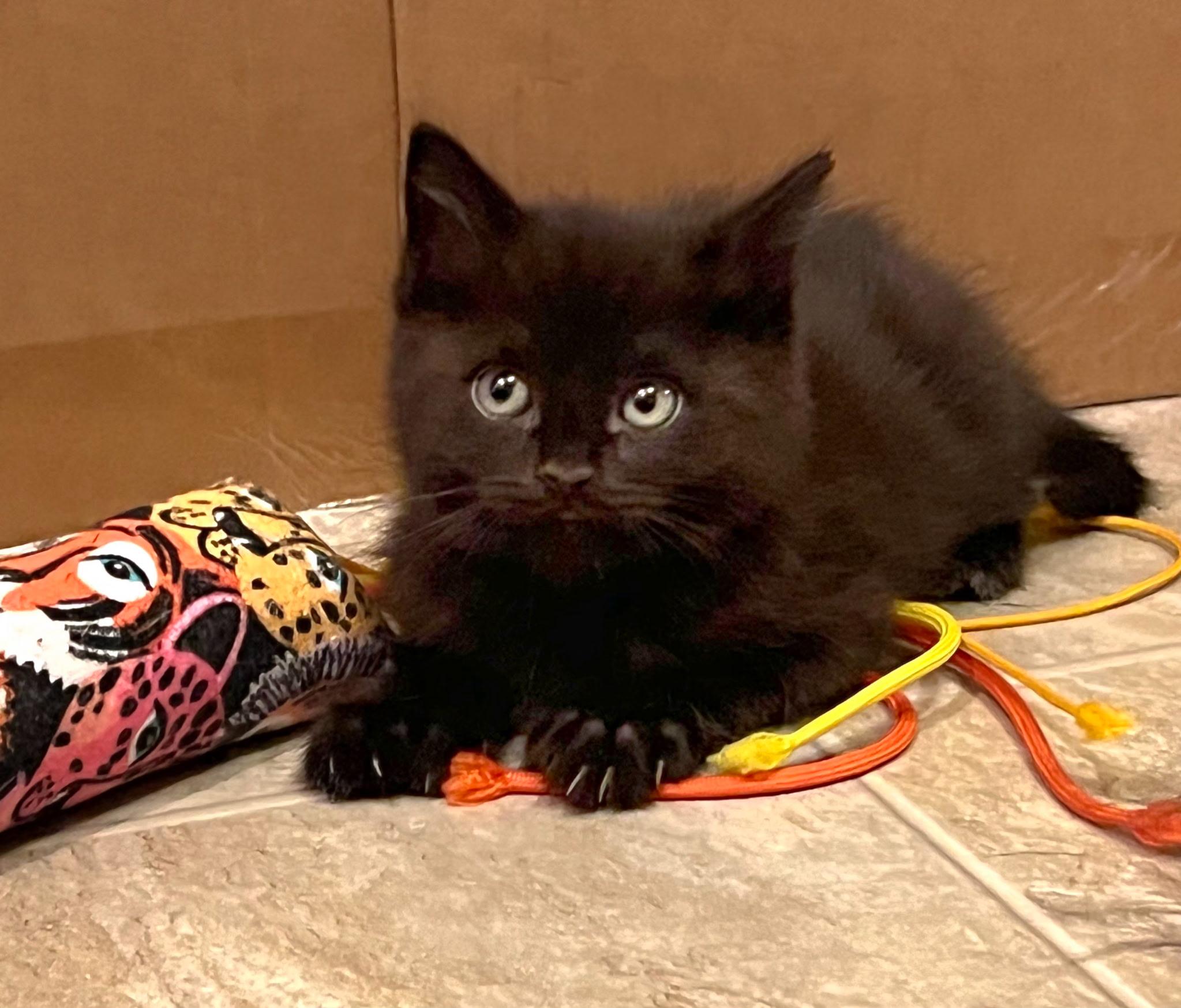 Shade, an adoptable Domestic Short Hair, Extra-Toes Cat / Hemingway Polydactyl in Pasco, WA, 99301 | Photo Image 3