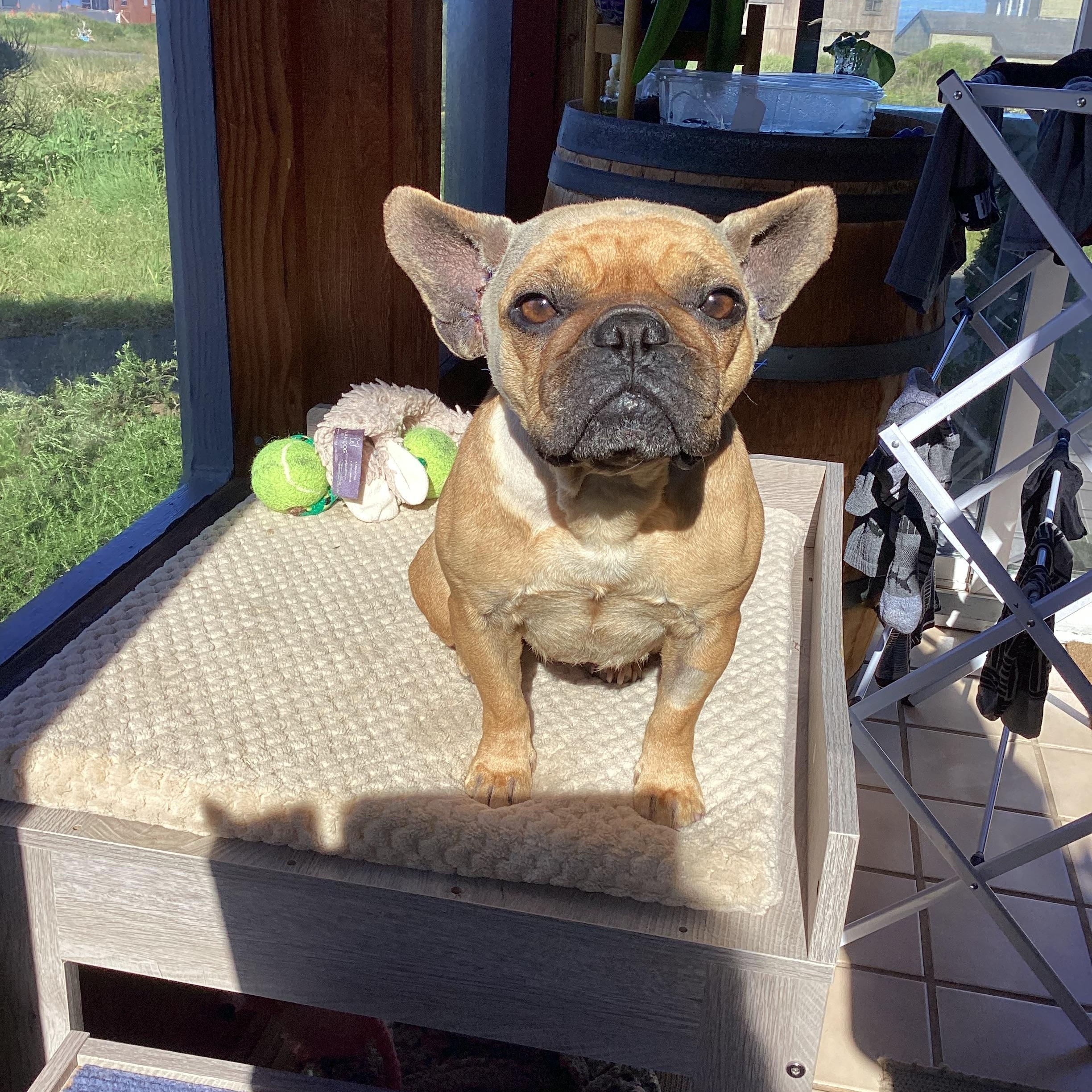 Lilo, adopted, Adult Female French Bulldog.