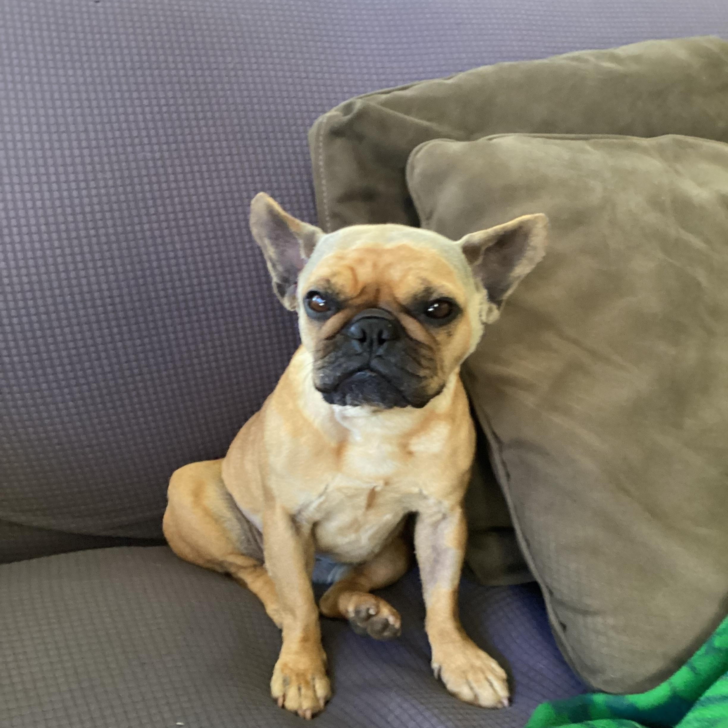 Lilo, an adopted mixed breed in Santa Rosa, CA image 4/4