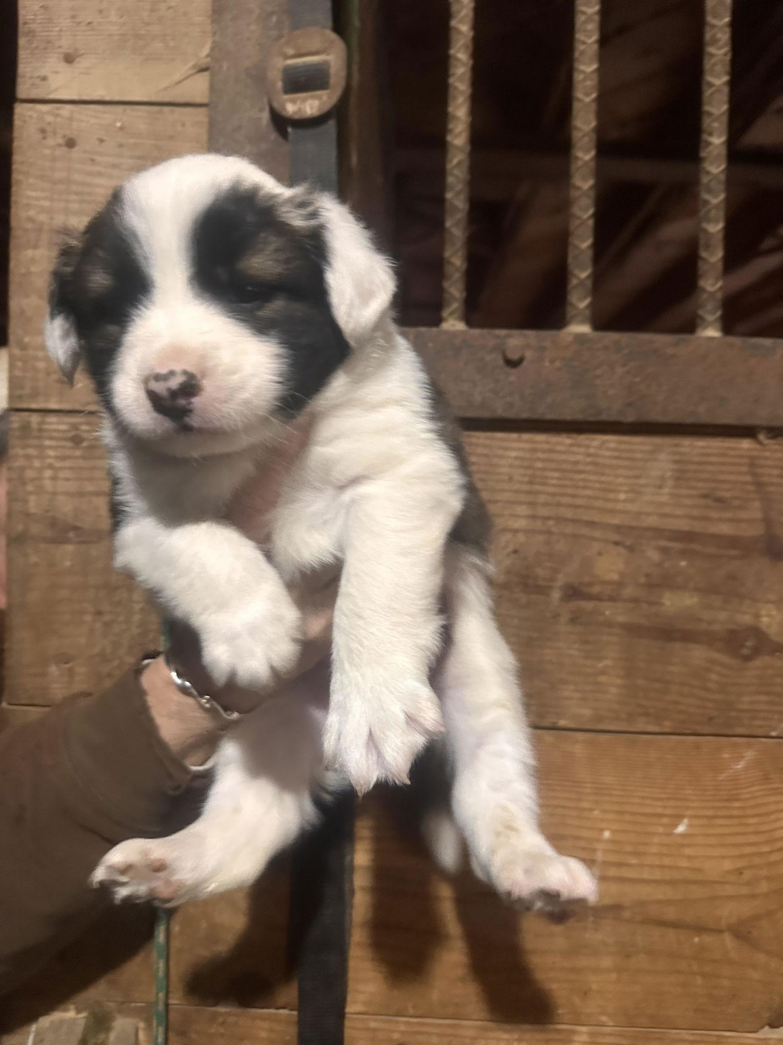 Enlarge Blake, a Adoptable mixed breed in Mouth Of Wilson, VA image 1/1