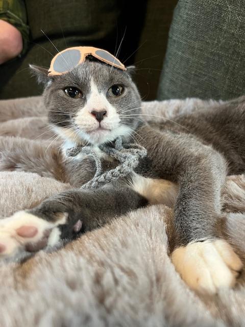 Sullivan, a Adoptable Domestic Short Hair in Chesapeake Beach, MD image 1/6