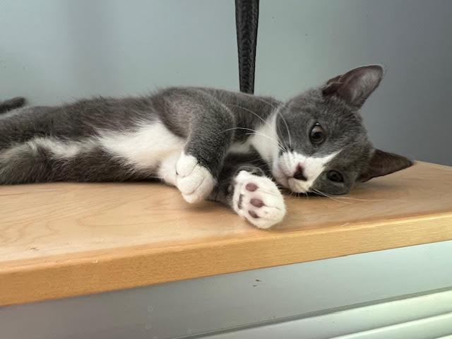 Sullivan, Adoptable, Kitten Male Domestic Short Hair.