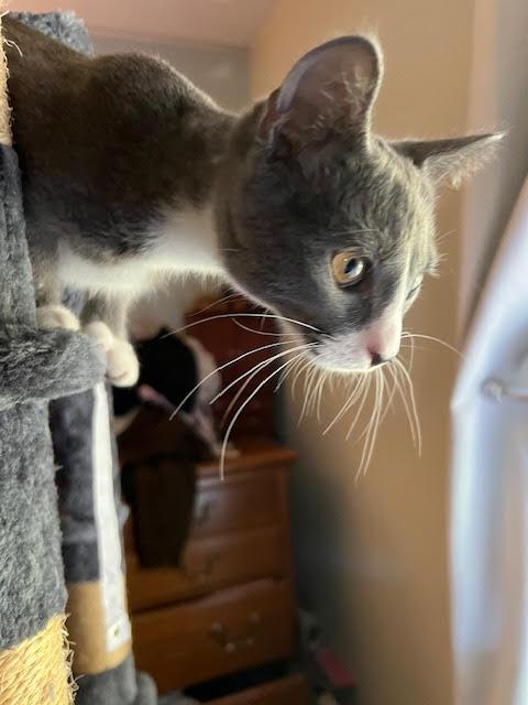 Sullivan, a Adoptable Domestic Short Hair in Chesapeake Beach, MD image 5/6