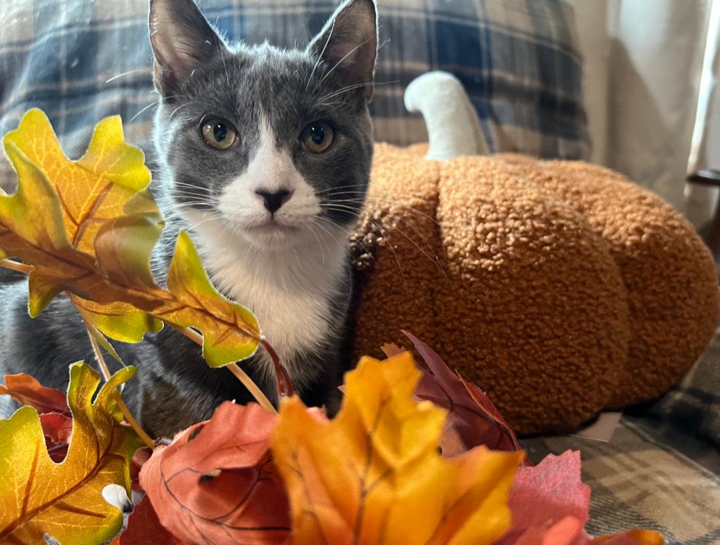 Sullivan, a Adoptable Domestic Short Hair in Chesapeake Beach, MD image 2/6