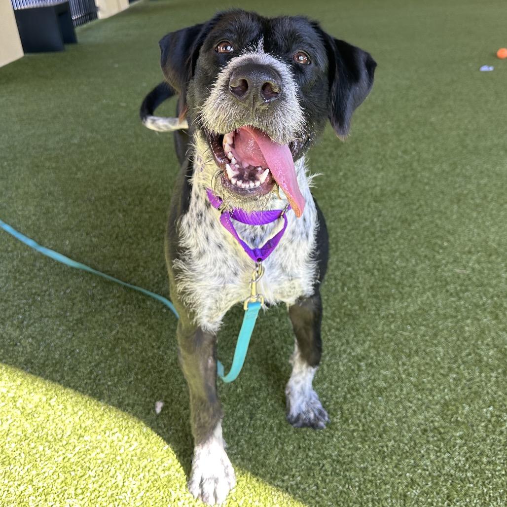 Dixie, a Adoptable mixed breed in West Palm Beach, FL image 1/6