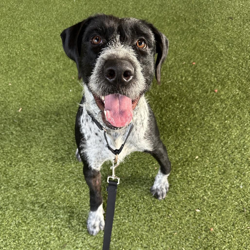 Dixie, a Adoptable mixed breed in West Palm Beach, FL image 2/6