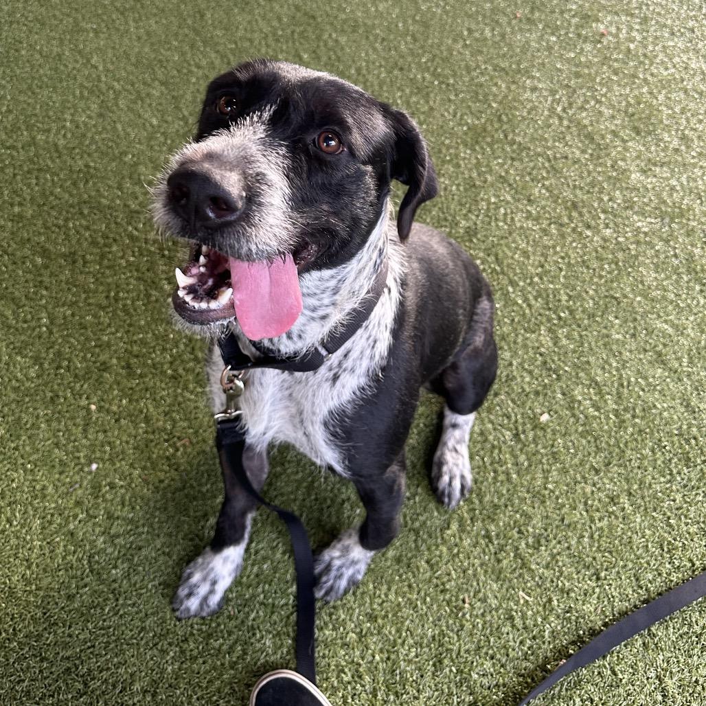 Dixie, a Adoptable mixed breed in West Palm Beach, FL image 3/6