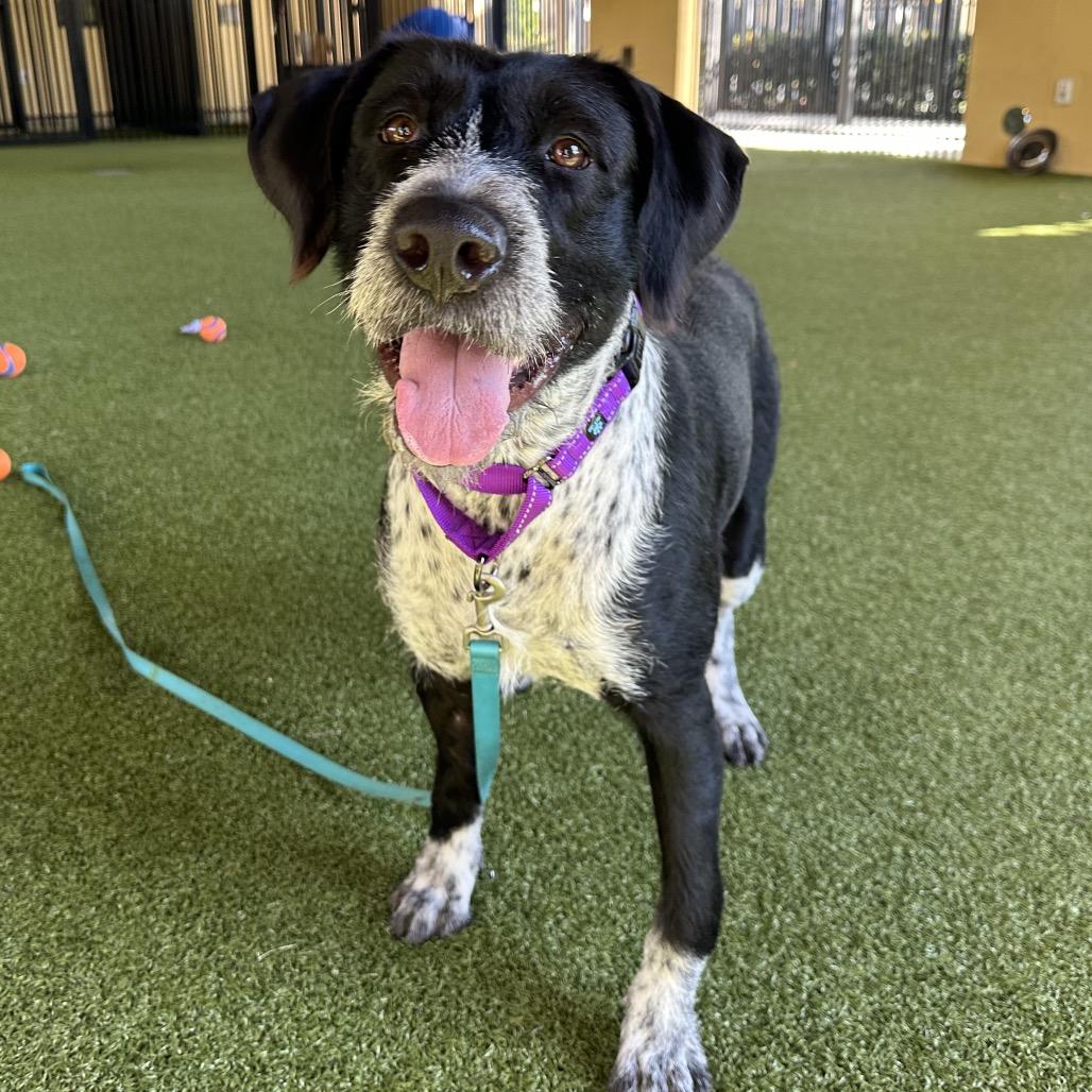 Dixie, a Adoptable mixed breed in West Palm Beach, FL image 4/6