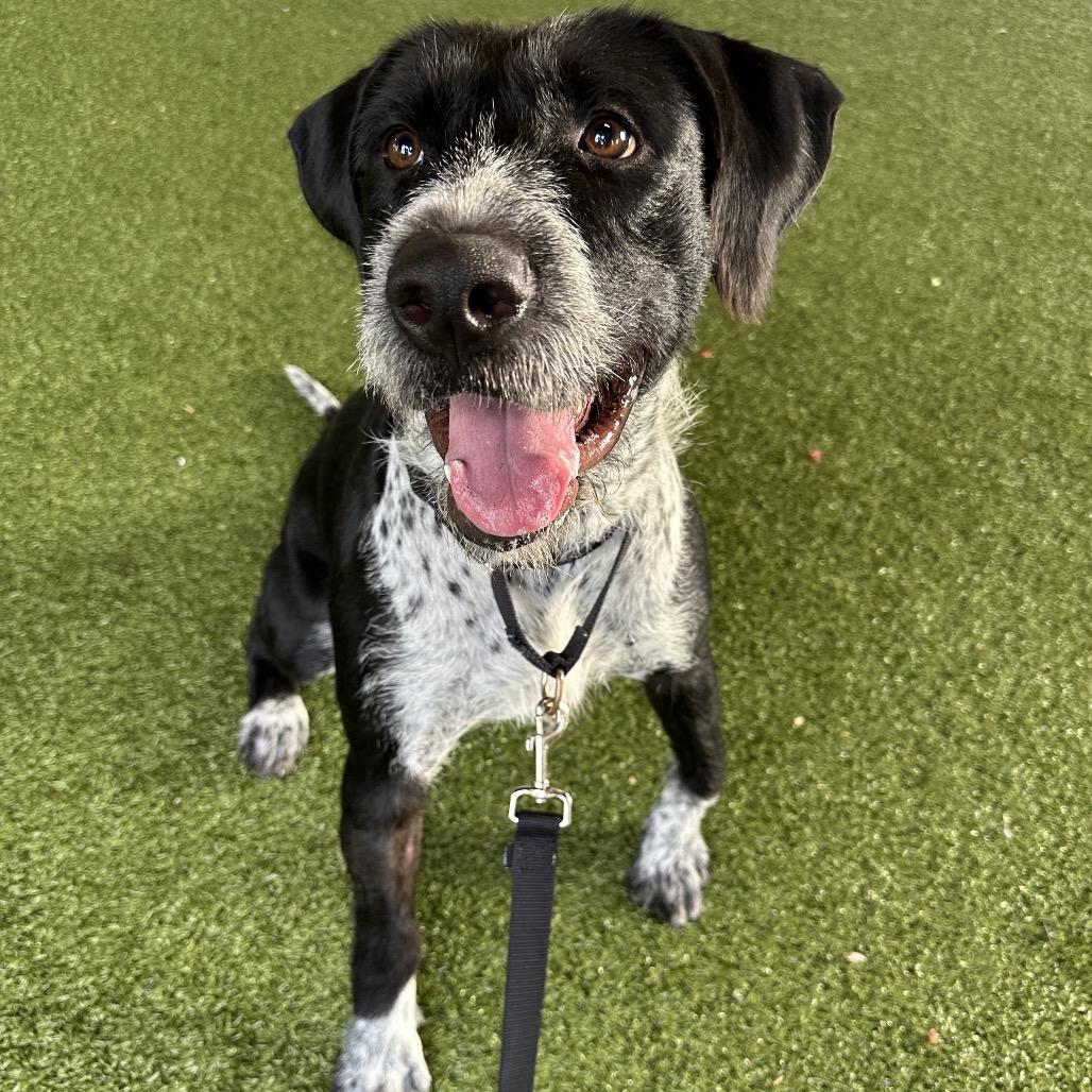 Dixie, a Adoptable mixed breed in West Palm Beach, FL image 6/6