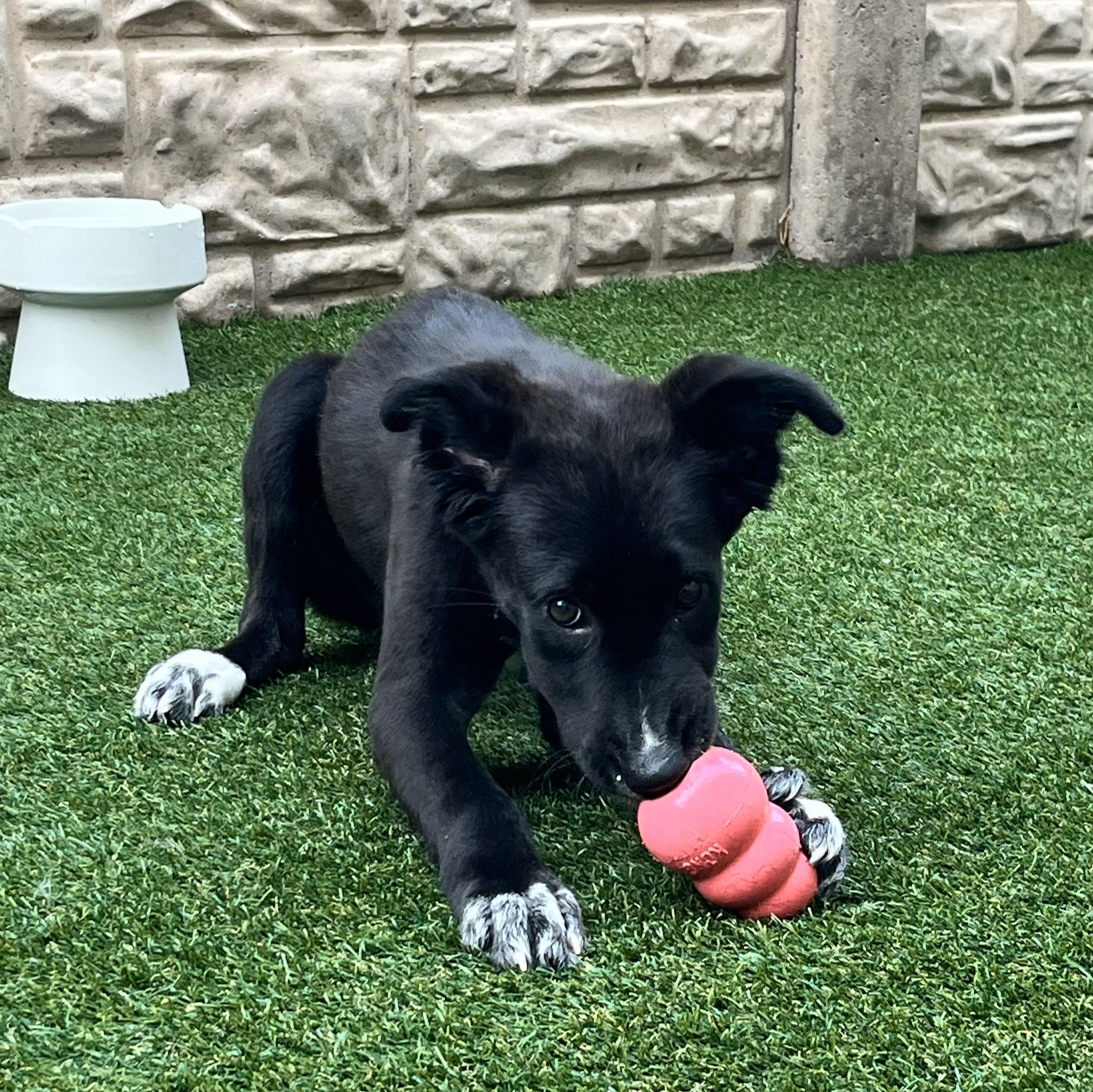 Tambourine — thumbnail 6