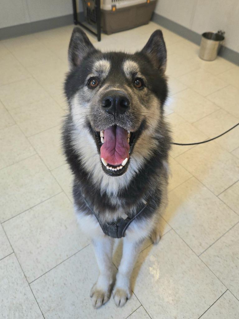 Mani, ADOPTABLE, Young Male Golden Retriever & Husky.