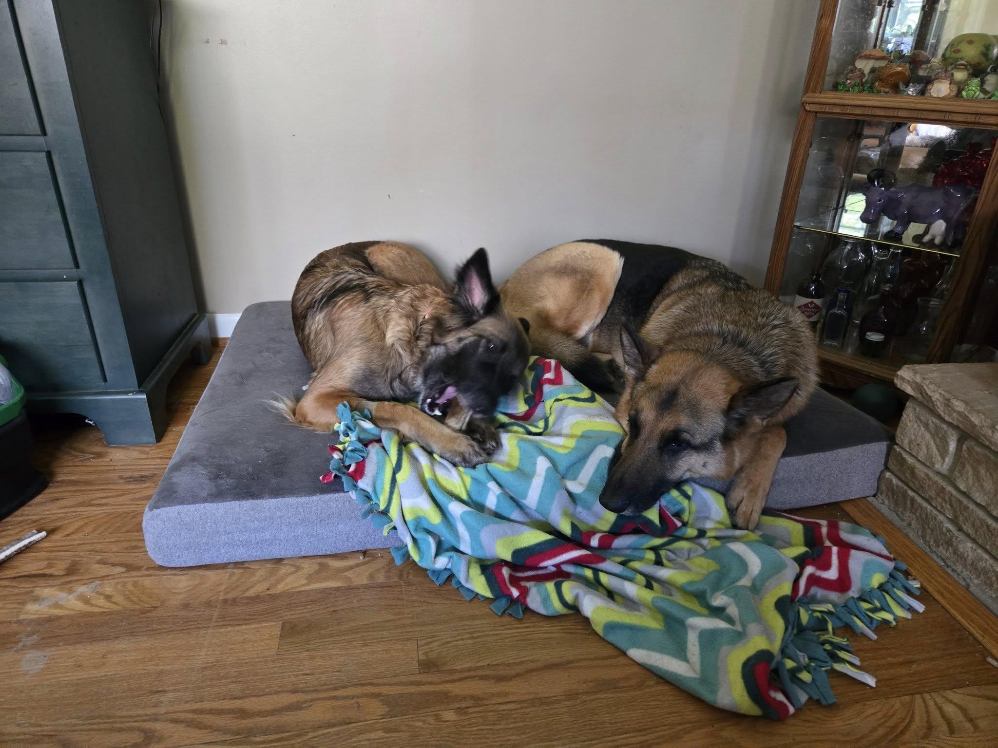 Enlarge Skye, a Adopted mixed breed in Darlington, MD image 3/4