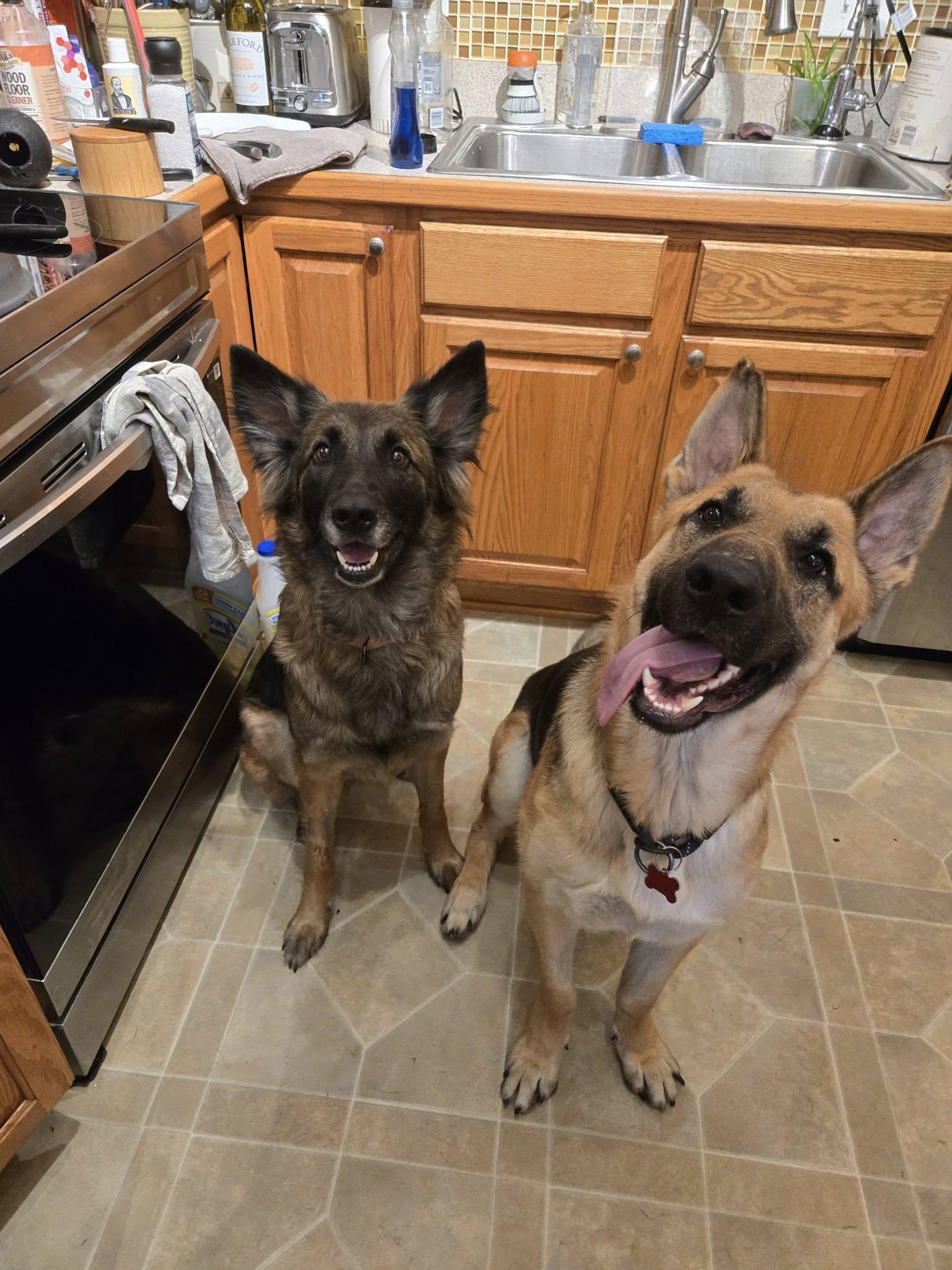 Enlarge Skye, a Adopted mixed breed in Darlington, MD image 4/4