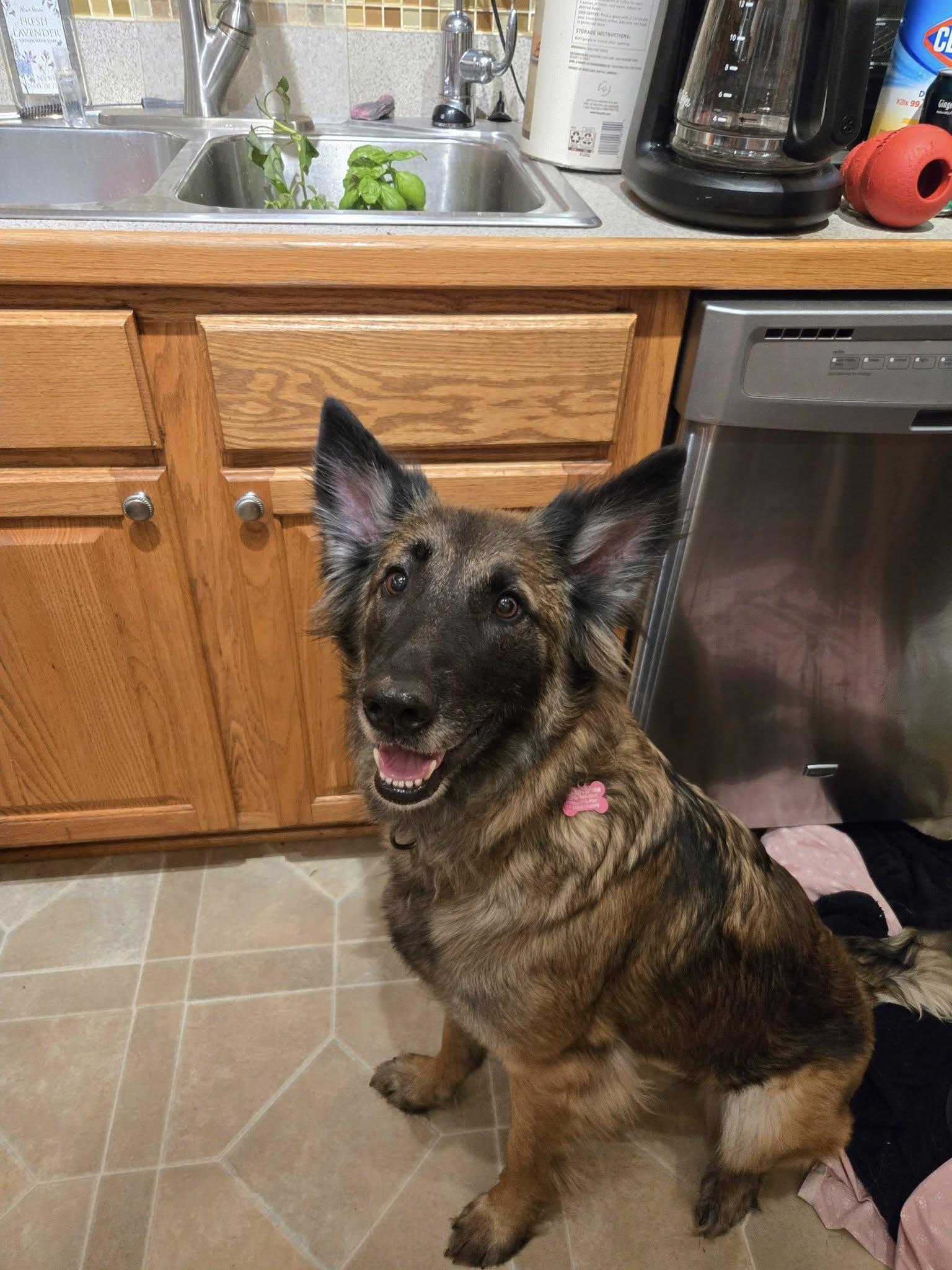 Enlarge Skye, a Adopted mixed breed in Darlington, MD image 2/4