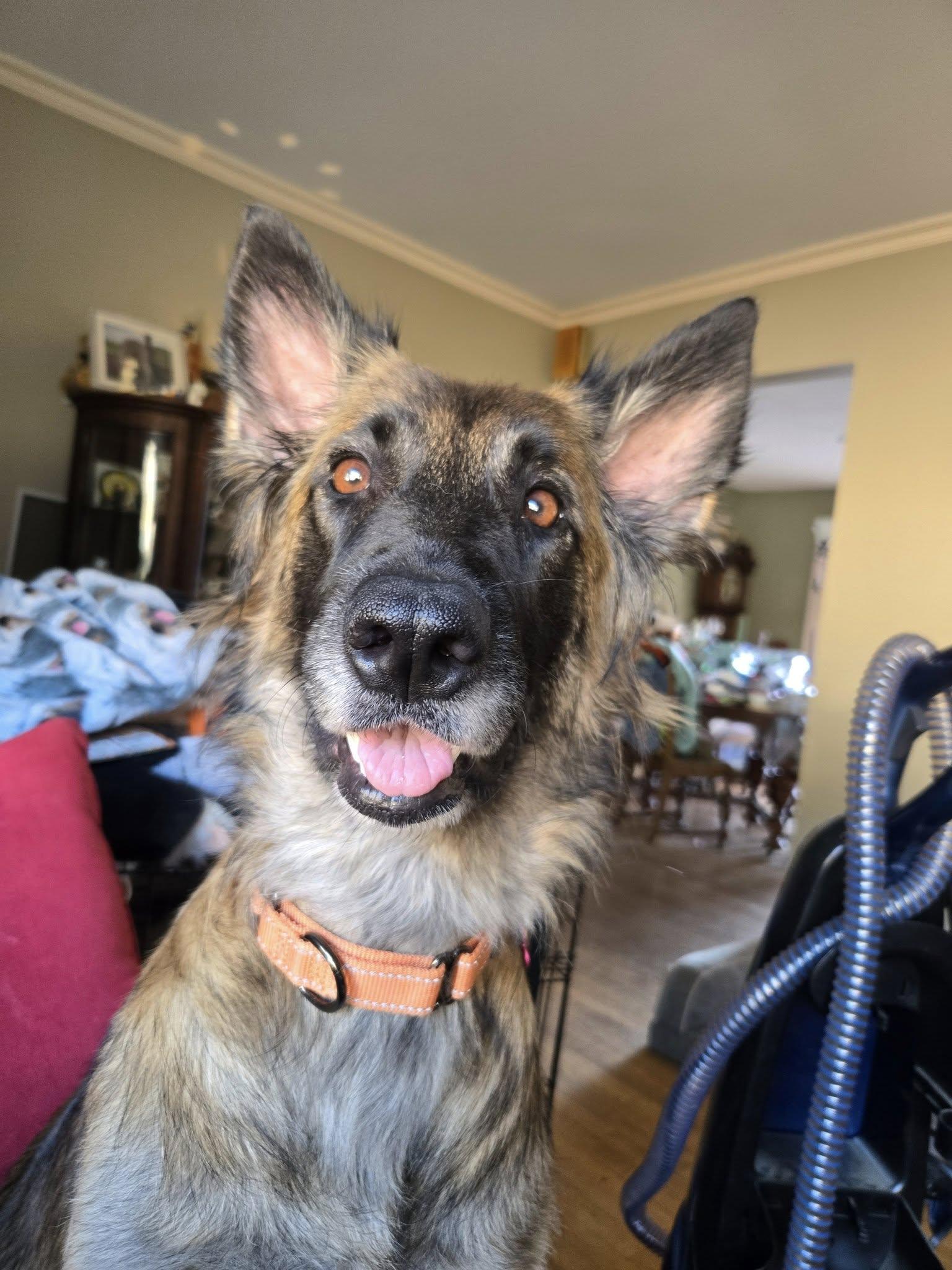 Skye, Adopted, Young Female German Shepherd Dog & Belgian Shepherd / Tervuren.