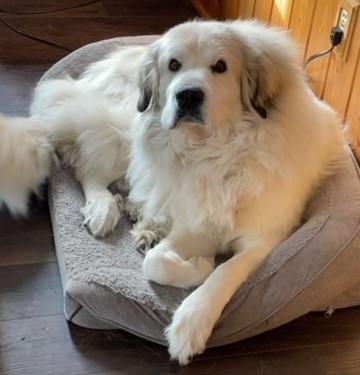 Enlarge Iris, a Adopted Great Pyrenees in Shell Lake, WI image 1/5