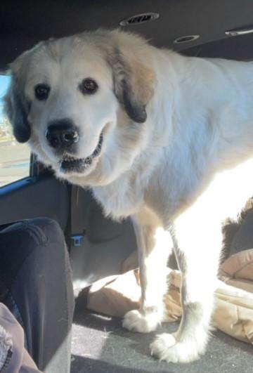 Iris, Adopted, Adult Female Great Pyrenees.