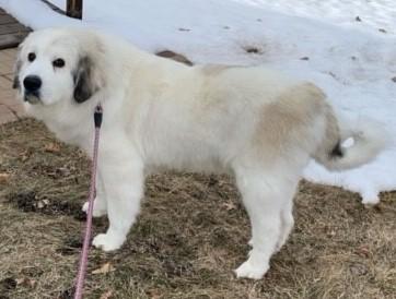 Iris, Adopted, Adult Female Great Pyrenees.