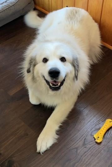 Enlarge Iris, a Adopted Great Pyrenees in Shell Lake, WI image 5/5
