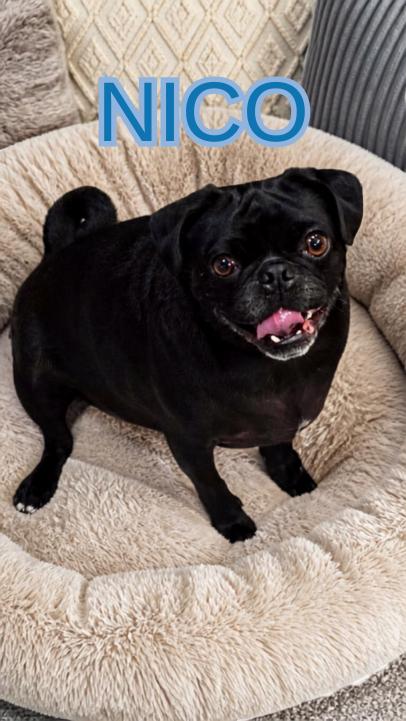 Nico (Playful, Affectionate & Treat-Loving), Adoptable, Adult Male Pug.