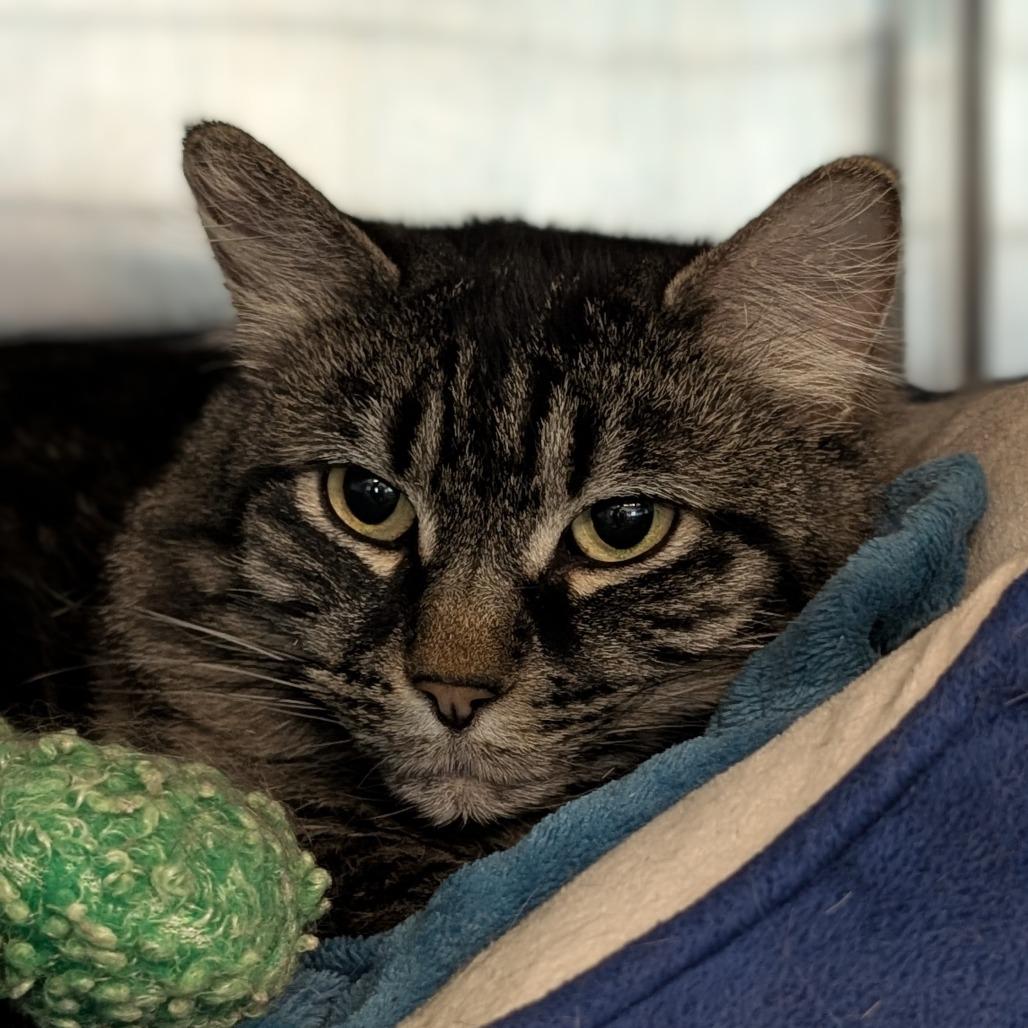 Frankie Momma, Adoptable, Senior Female Domestic Long Hair.