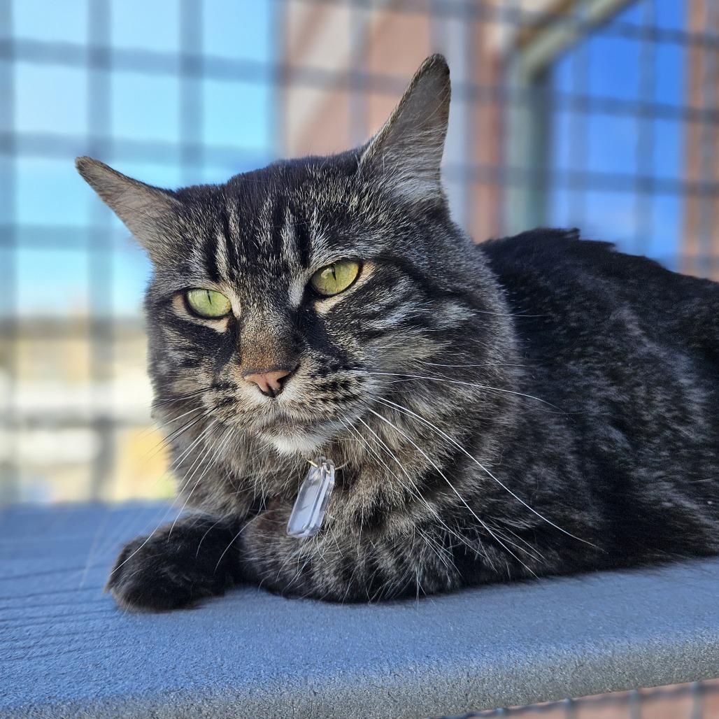 Enlarge Frankie Momma, a Adoptable Domestic Long Hair in Lakewood, CO image 2/4