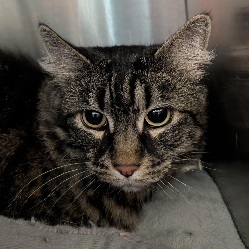 Enlarge Frankie Momma, a Adoptable Domestic Long Hair in Lakewood, CO image 3/4