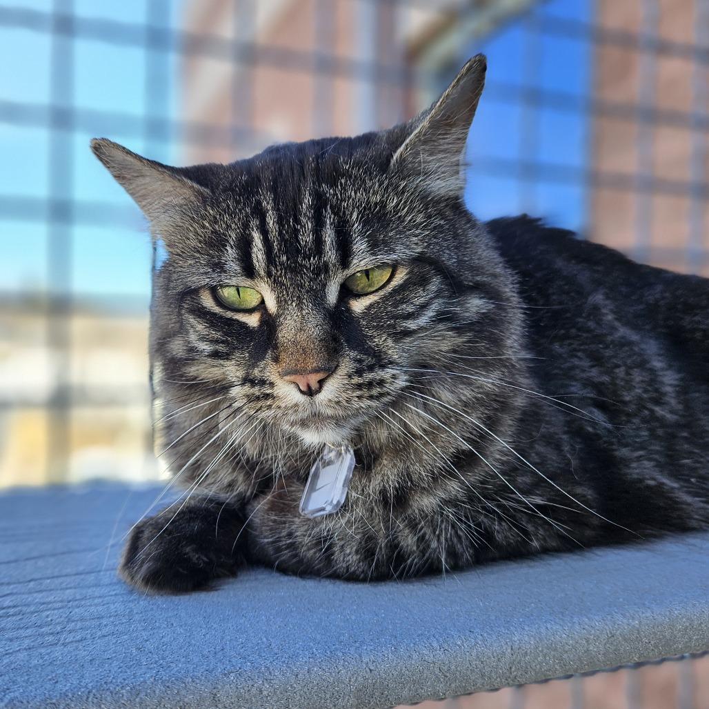 Enlarge Frankie Momma, a Adoptable Domestic Long Hair in Lakewood, CO image 4/4