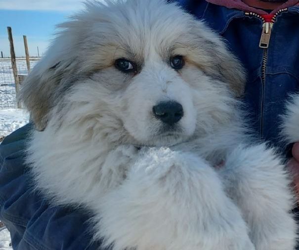 Waldorf, Adoptable, Puppy Male Great Pyrenees.