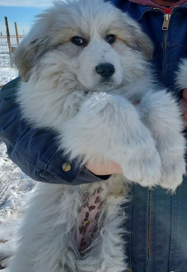 Waldorf, a Adoptable Great Pyrenees in GUERNSEY, WY image 2/4