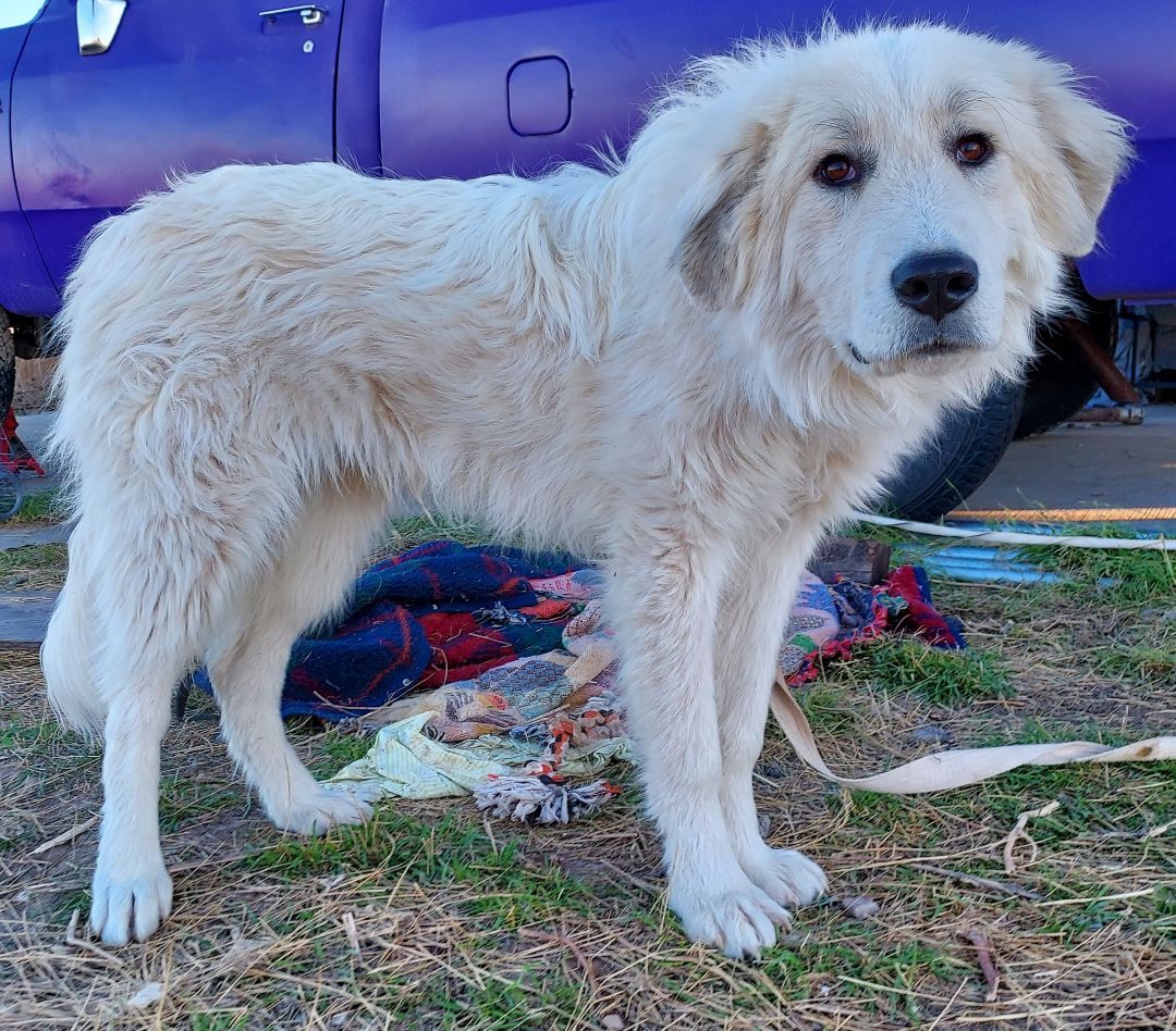 Waldorf, Baby Male Great Pyrenees