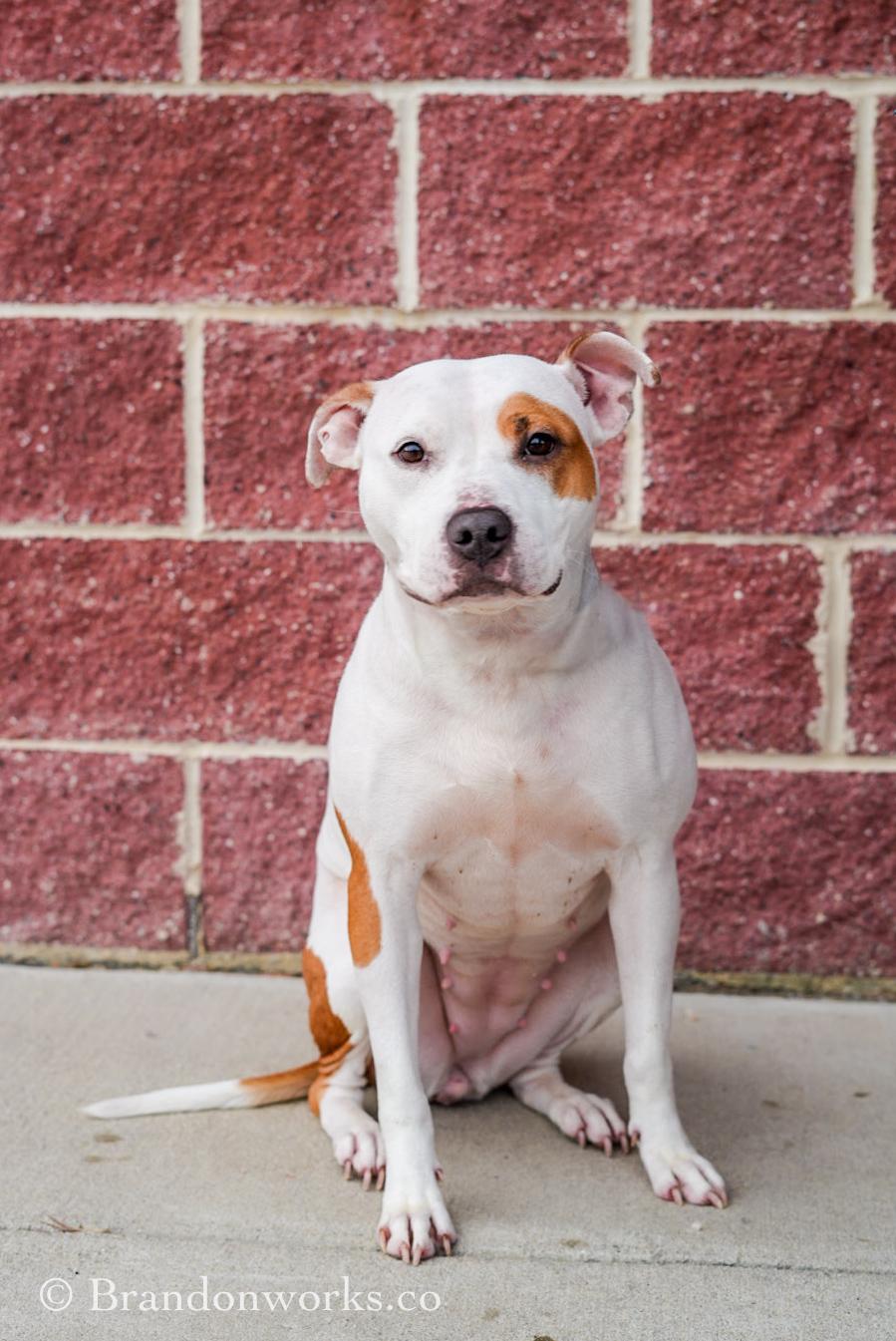 Enlarge Nina, an adopted mixed breed in Stafford, VA image 2/6