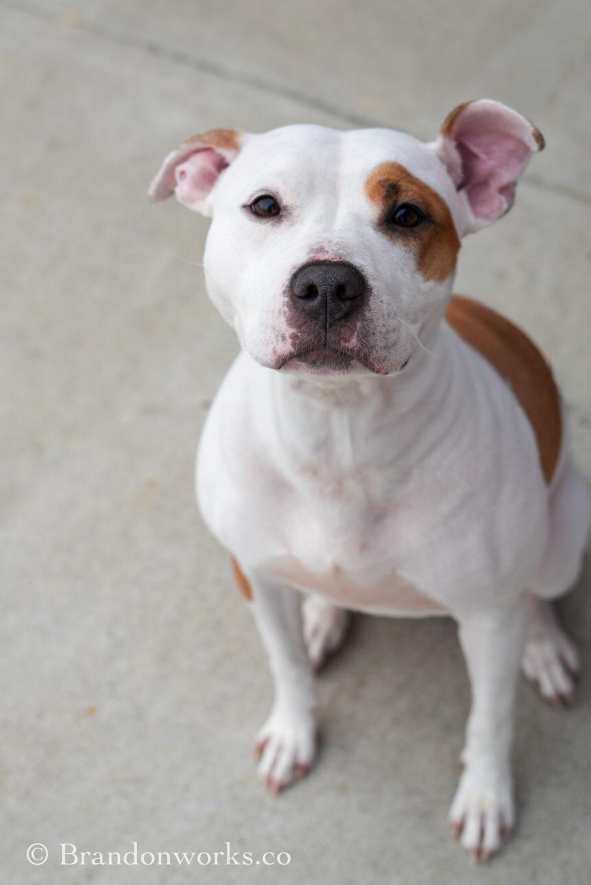 Enlarge Nina, an adopted mixed breed in Stafford, VA image 1/6