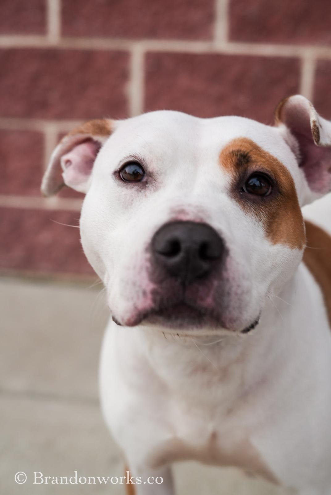 Enlarge Nina, an adopted mixed breed in Stafford, VA image 3/6