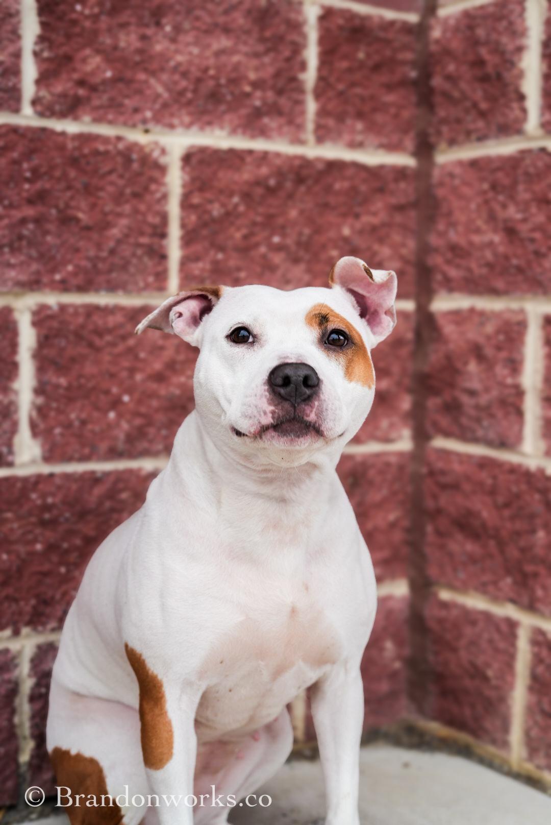 Enlarge Nina, an adopted mixed breed in Stafford, VA image 4/6