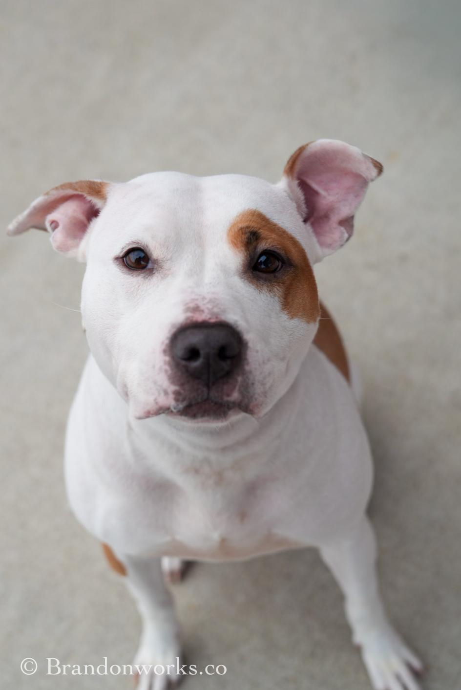 Enlarge Nina, an adopted mixed breed in Stafford, VA image 6/6