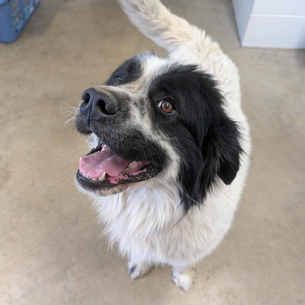 Enlarge Wilbur, a Adoptable mixed breed in Jasper, IN image 1/5