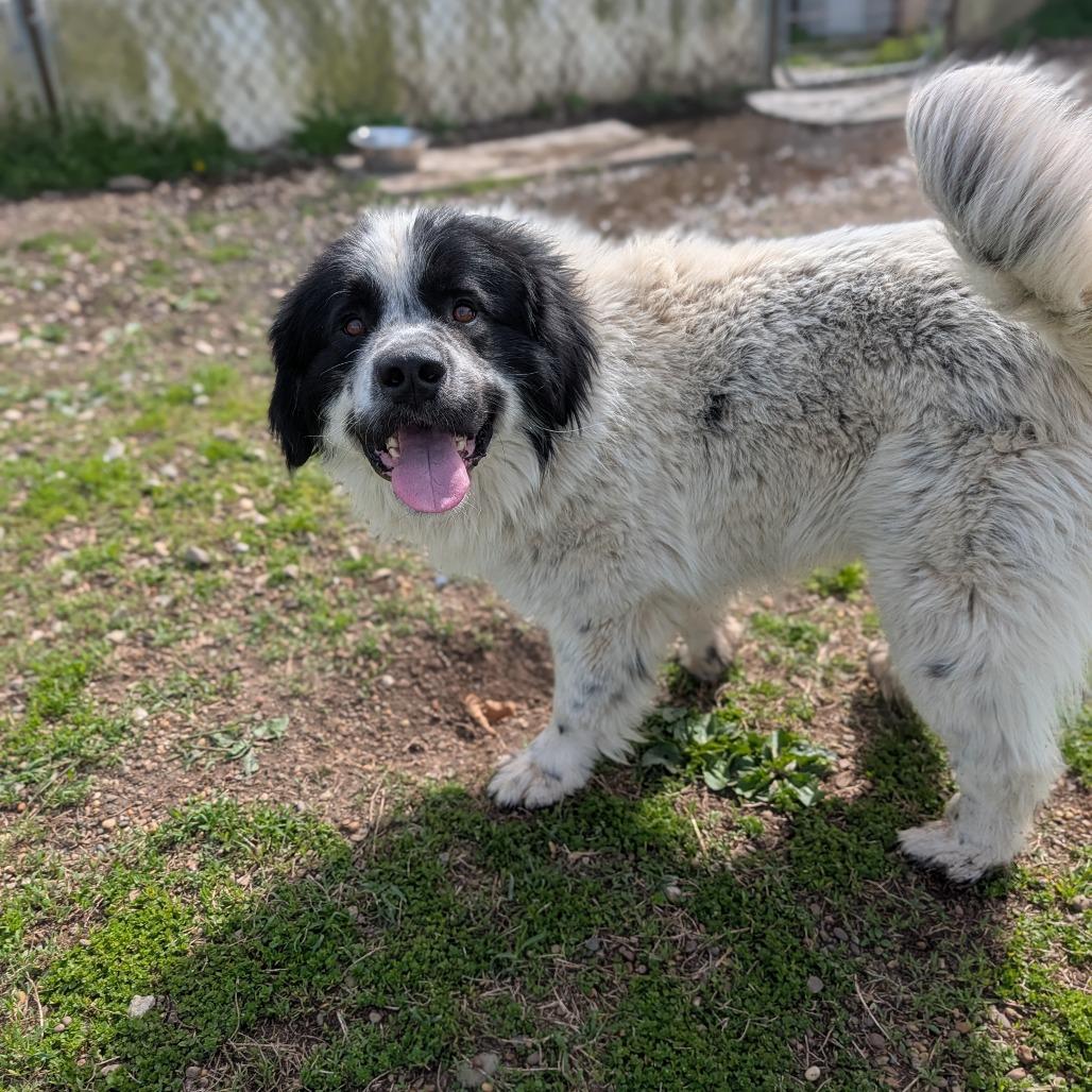Enlarge Wilbur, a Adoptable mixed breed in Jasper, IN image 2/5