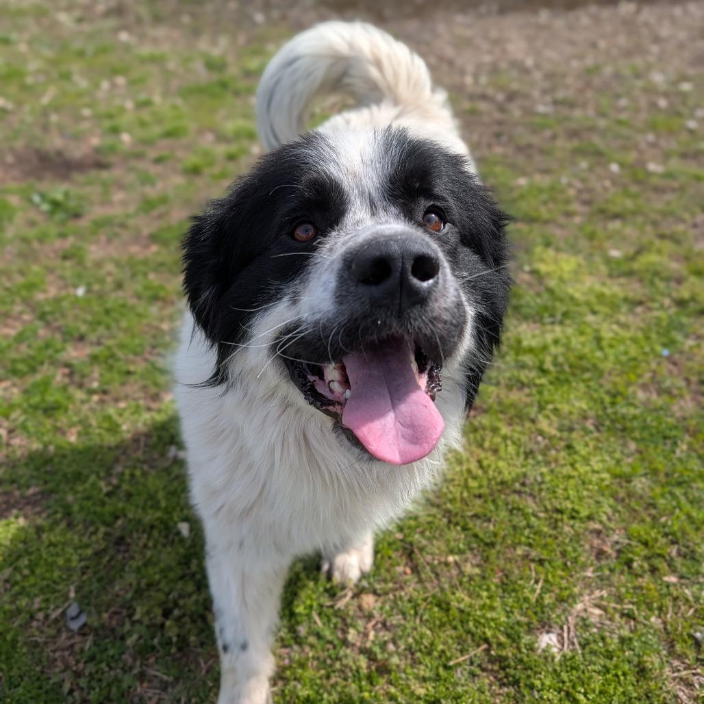 Enlarge Wilbur, a Adoptable mixed breed in Jasper, IN image 3/5