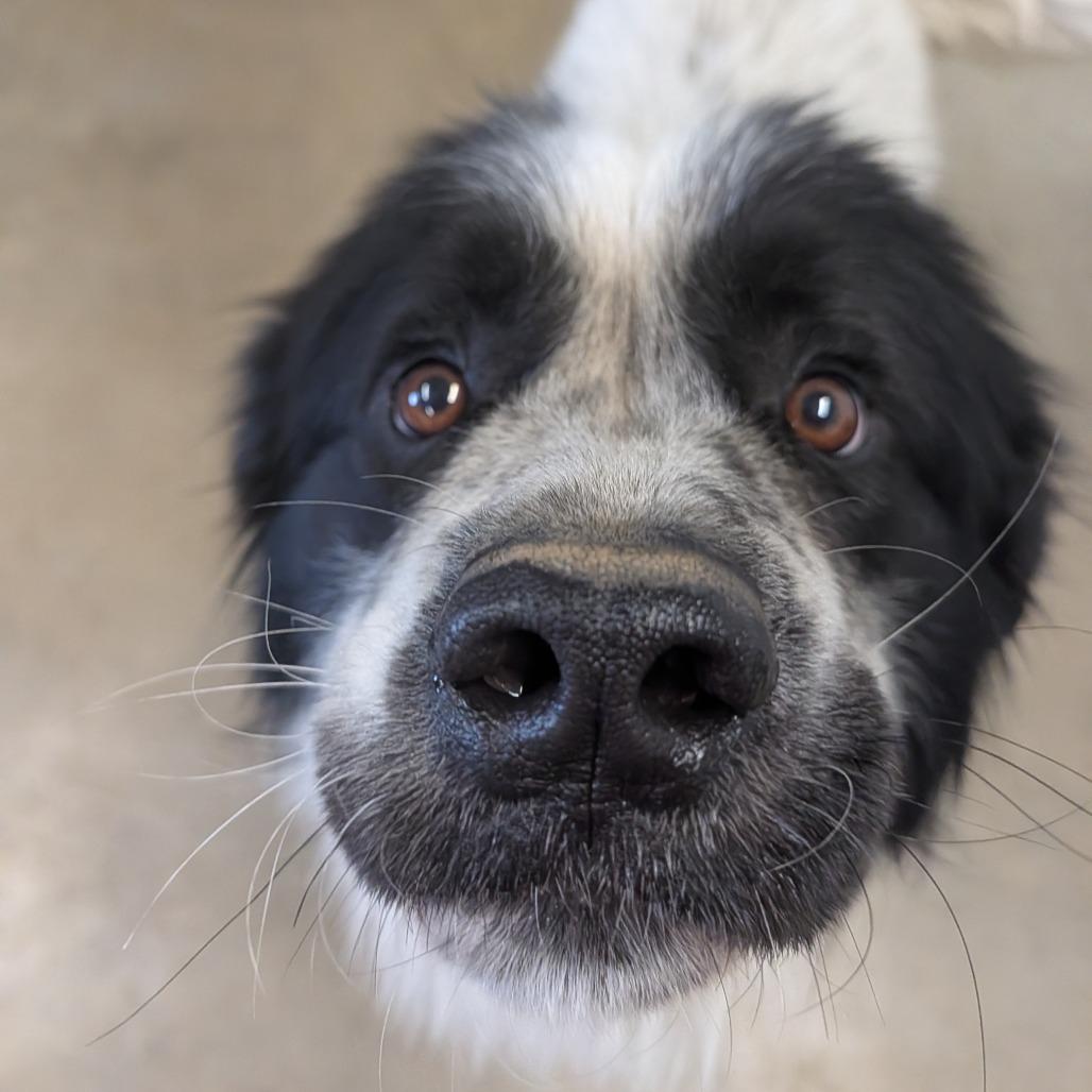 Enlarge Wilbur, a Adoptable mixed breed in Jasper, IN image 4/5