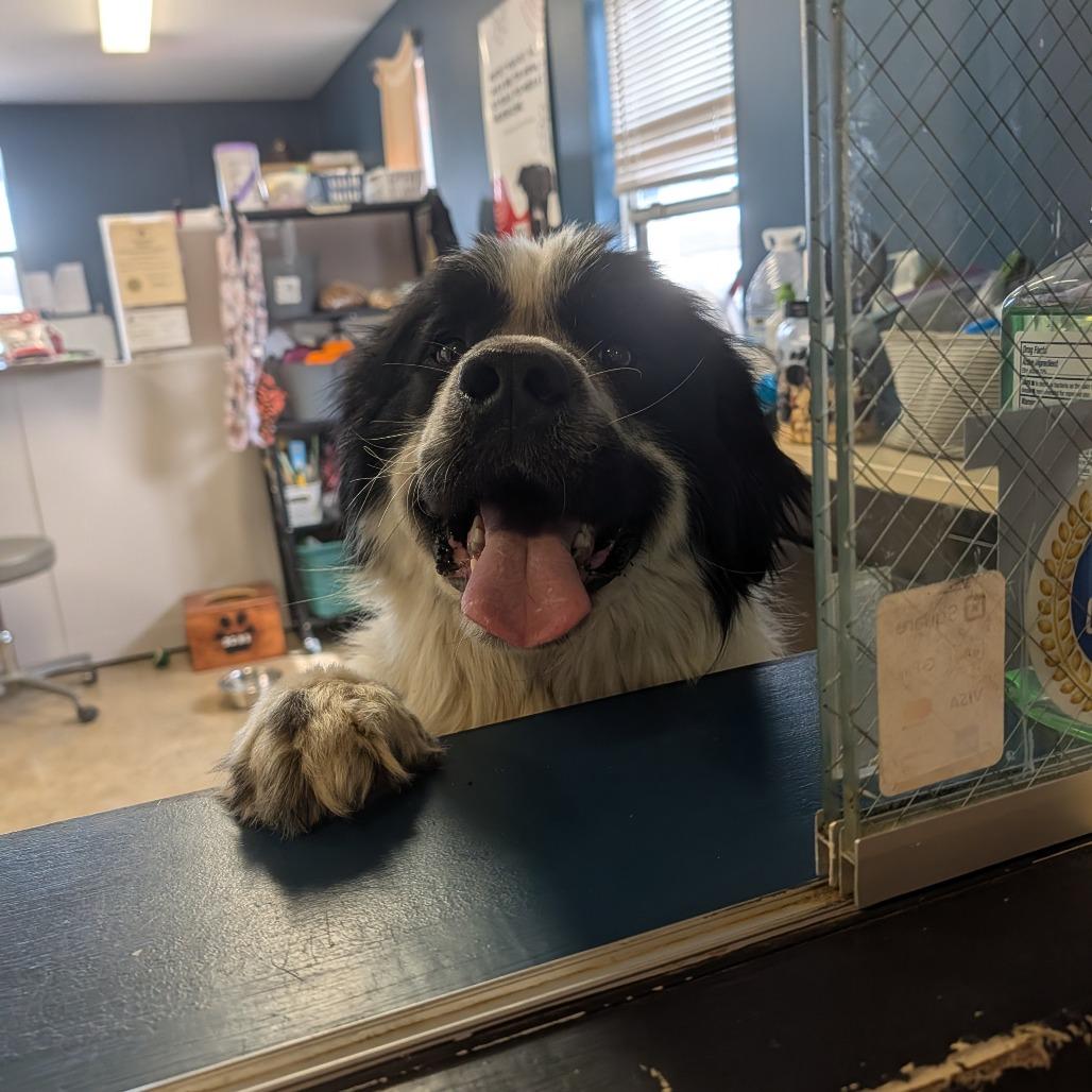 Enlarge Wilbur, a Adoptable mixed breed in Jasper, IN image 5/5
