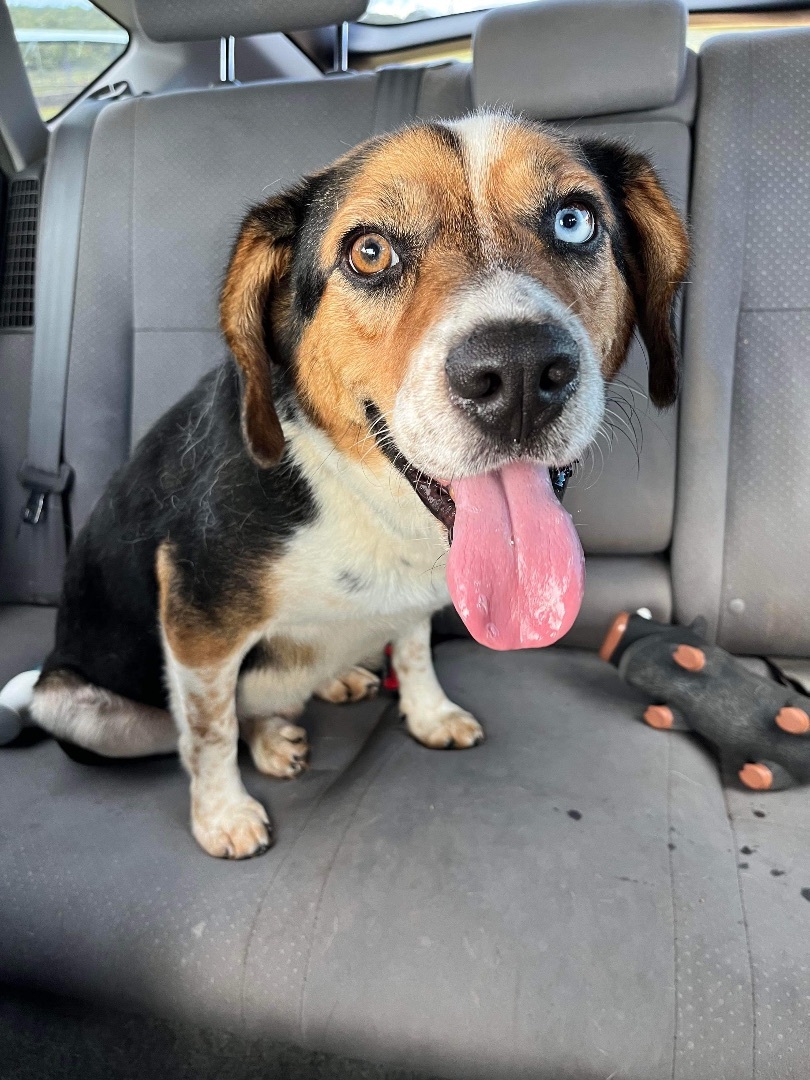 Jack, Adopted, Young Male Basset Hound & Mixed Breed.