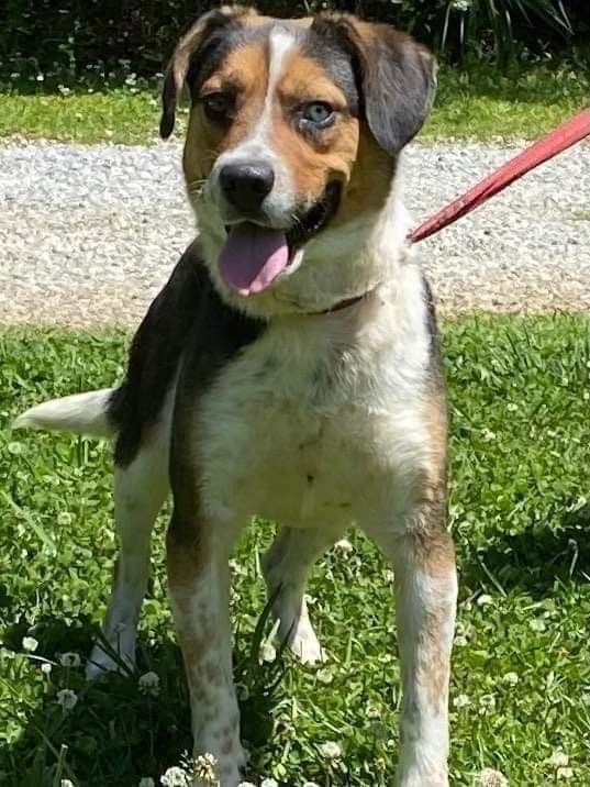 Enlarge Jack, a Adopted mixed breed in Portland, ME image 2/4