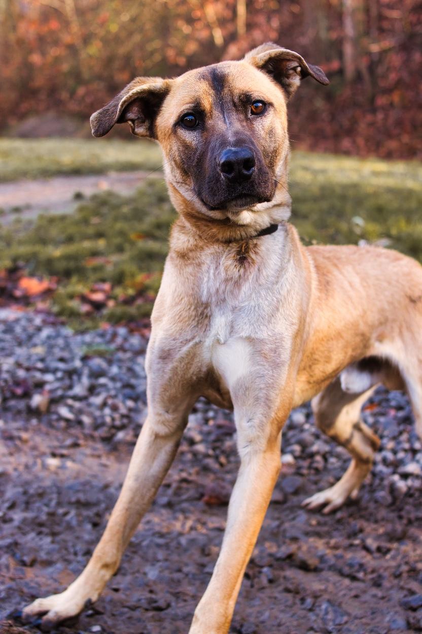 Hawk, ADOPTABLE, Young Male Shepherd.