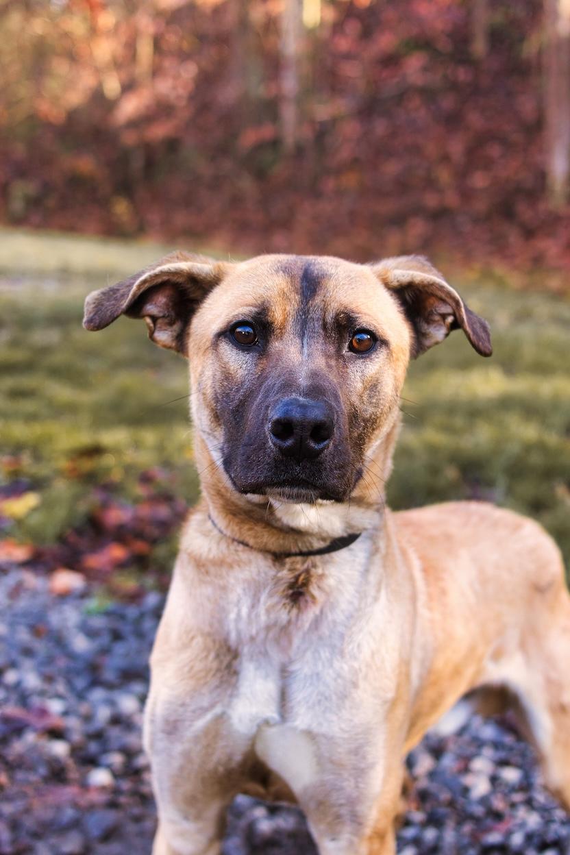 Enlarge Hawk, an adoption pending mixed breed in Grafton, WV image 3/3