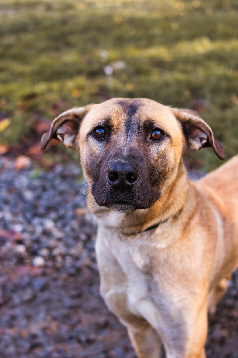 Enlarge Hawk, an adoption pending mixed breed in Grafton, WV image 2/3