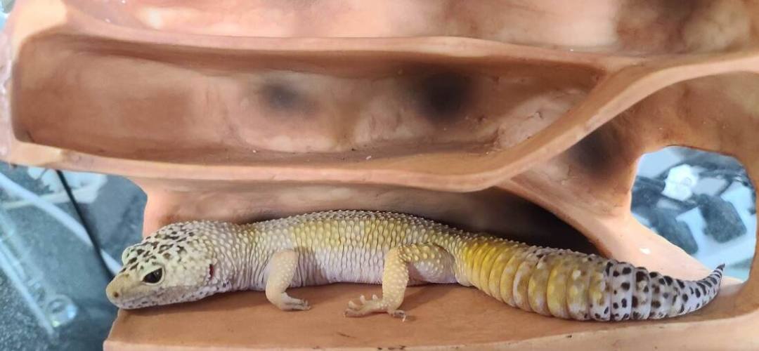 Levi, Adult Male unknown